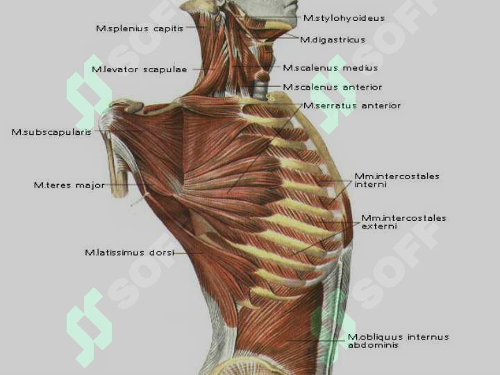 Ruslar sikni sorishadi Qanday qilib tez korsatish