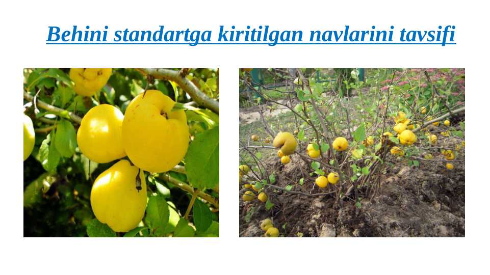 hujjat