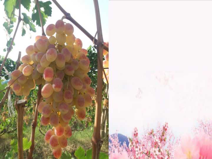 meva turlari vauzum navlari