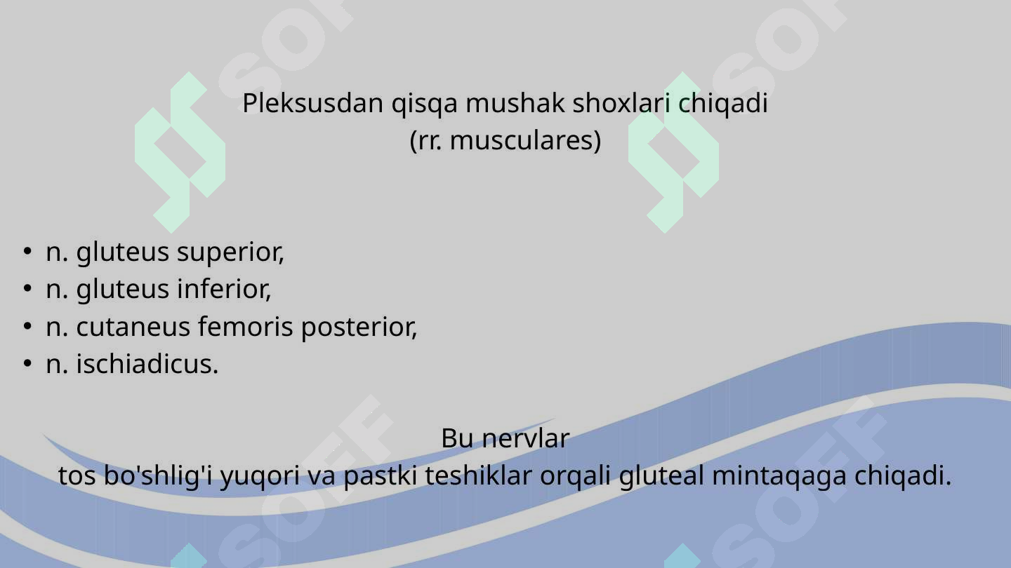 Suniy qin va jinsiy olatni