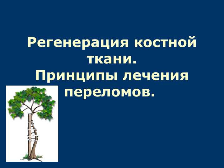Регенерация костной ткани.Принципы лечения переломов