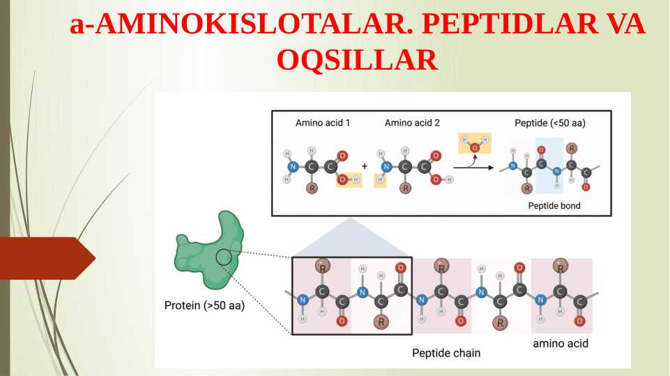 a-AMINOKISLOTALAR. PEPTIDLAR VA OQSILLAR