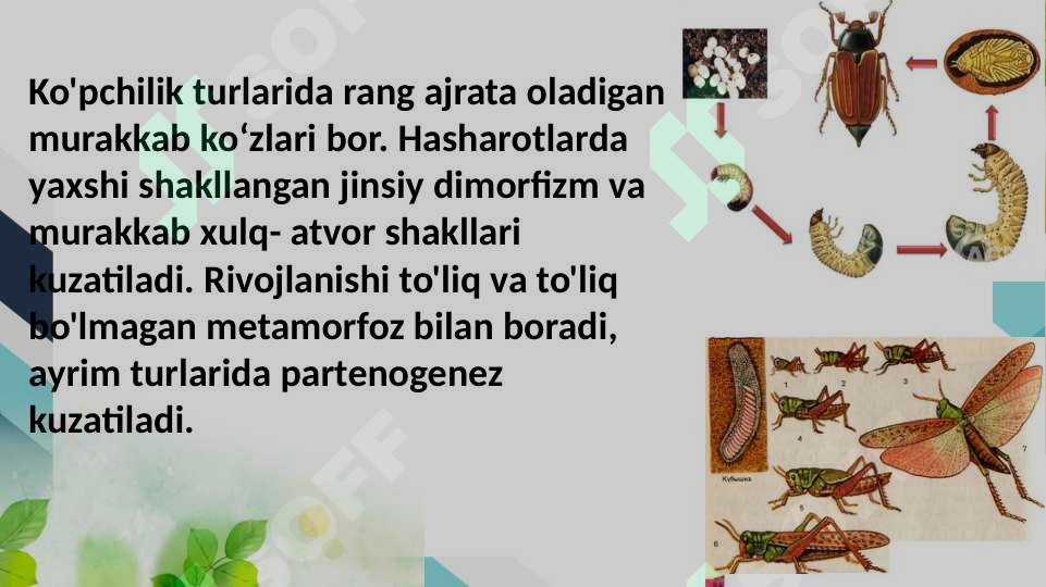 Kokraklar orasidagi jinsiy aloqa