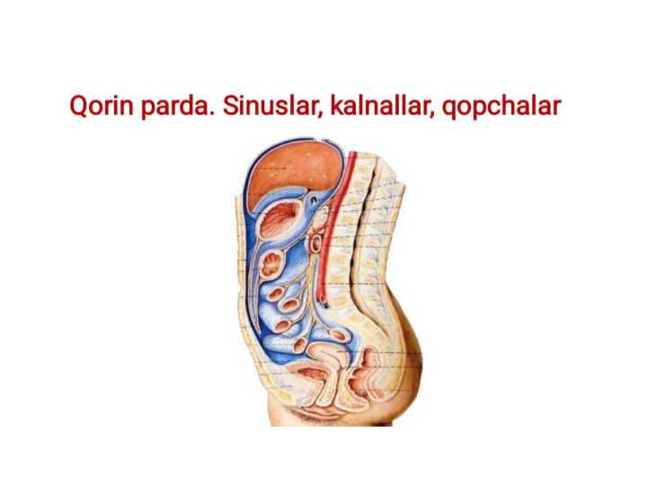 QORIN PARDA. QOPCHALAR, SINUSLAR, KANALLAR.