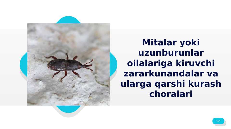 Mitalar yoki uzunburunlar oilalariga kiruvchi zararkunandalar va ularga qarshi kurash choralari