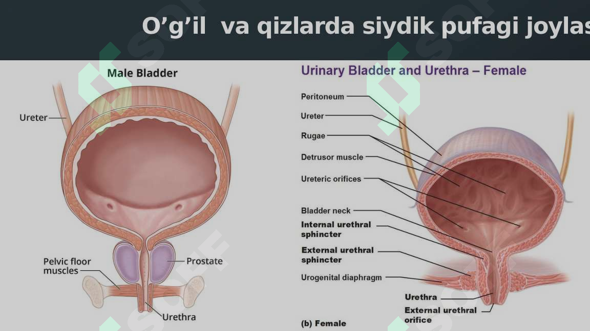 Yulduzli tatuirovka bilan porno yulduz