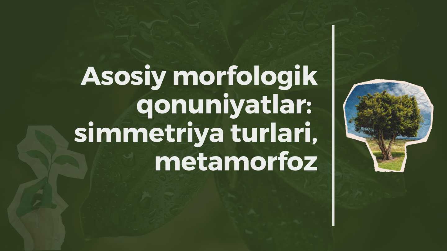 Asosiy morfologik qonuniyatlar simmetriya turlari, metamorfoz