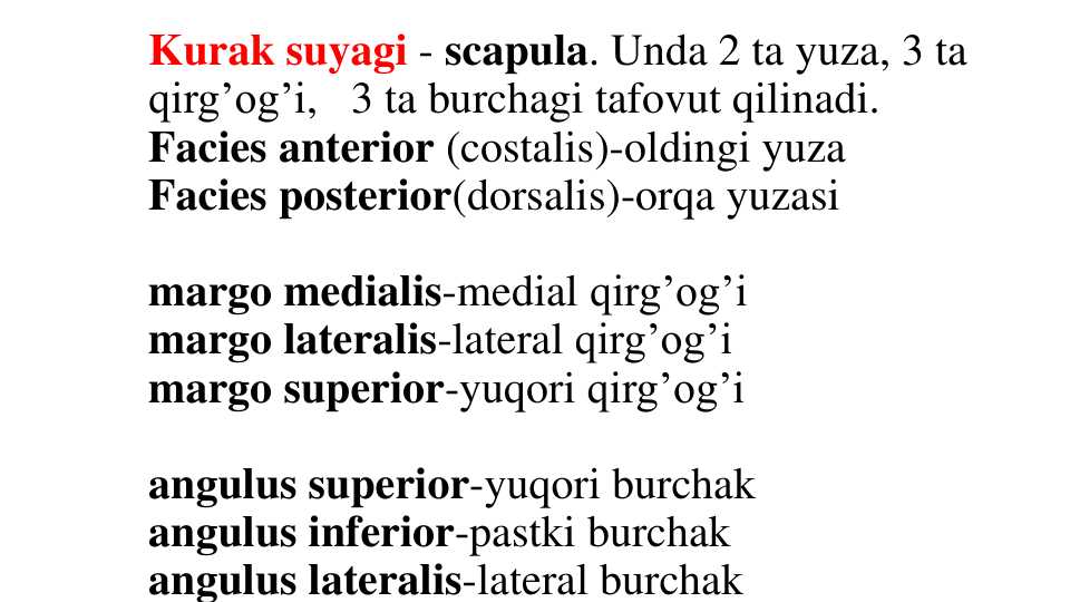Kurak suyagi - scapula.