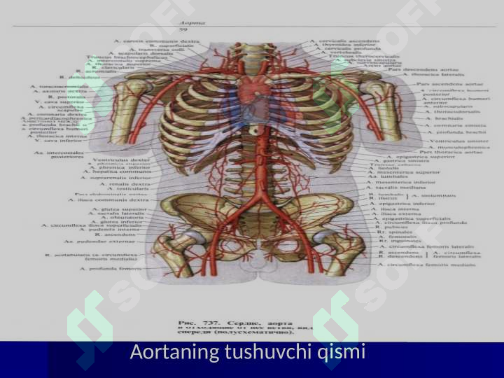 Yosh shemales sorish sperma Seksi elf videolar
