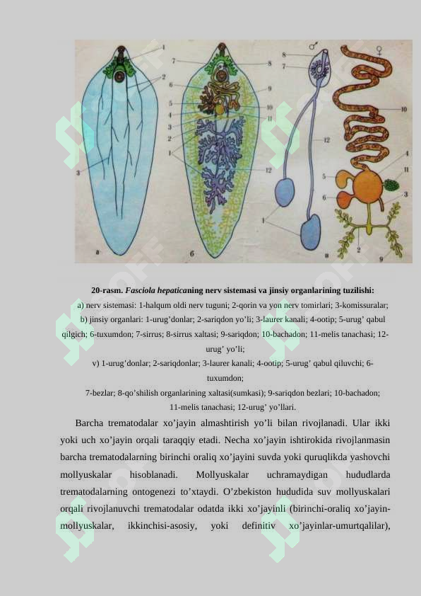 Mening jinsiy olatim yalliglangan va qichishgan.