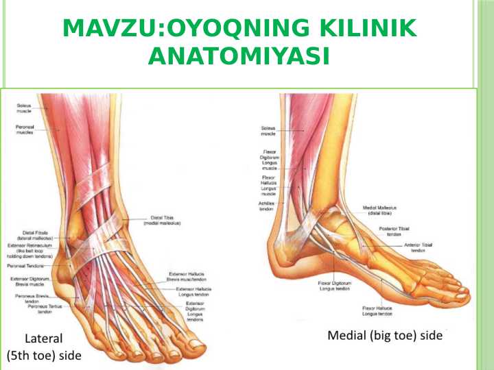 OYOQNING KILINIK ANATOMIYASI