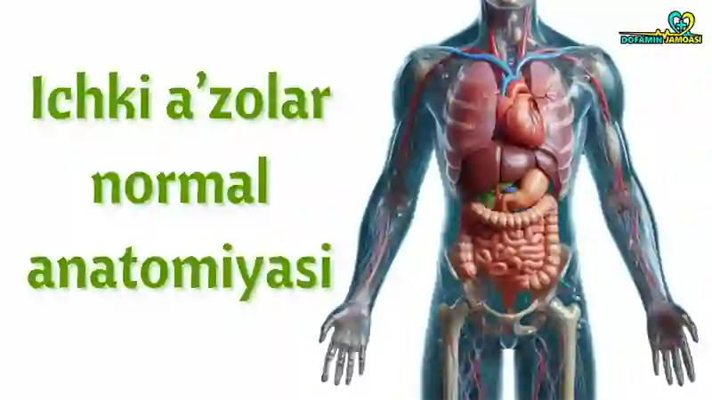 tishlar-va-milk-anatomiyasi