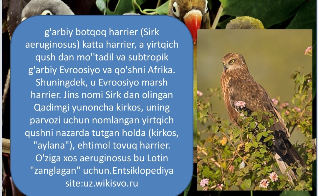 zoologiya ; yirtqich qushlar g`arbiy botqoq harrier ,soz , qarchig`ay  pptx