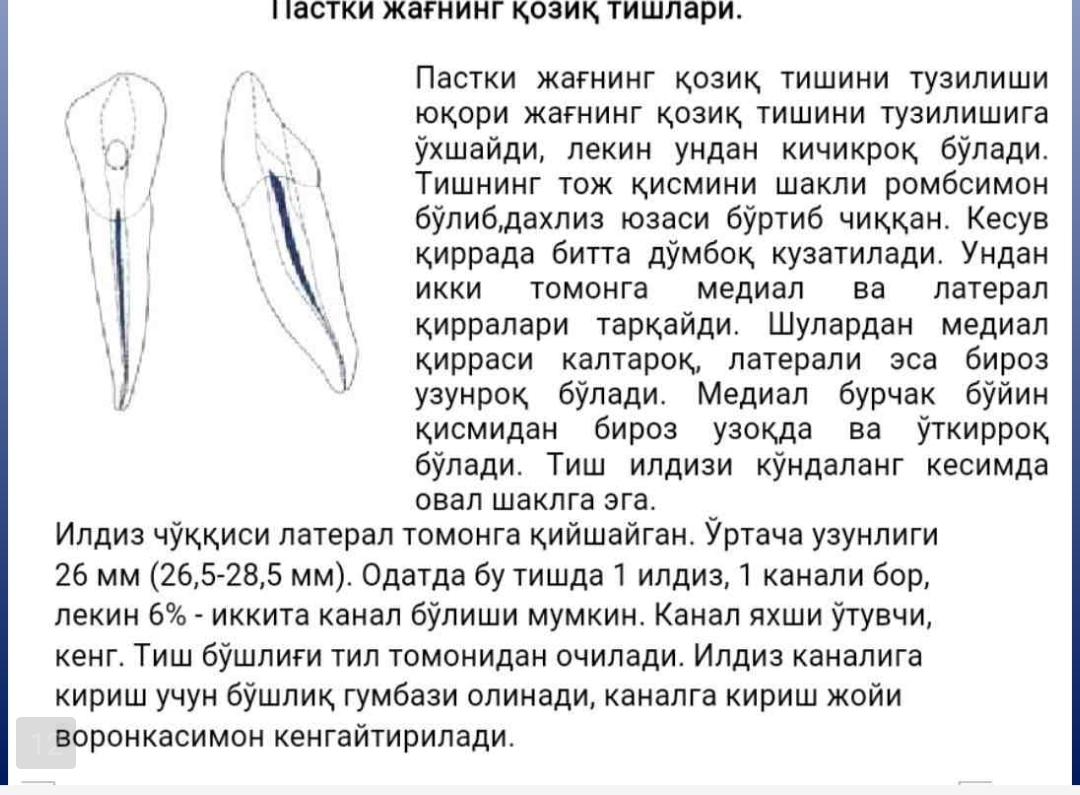 pasti-jag-tishlar-topografik-anatomiyasi