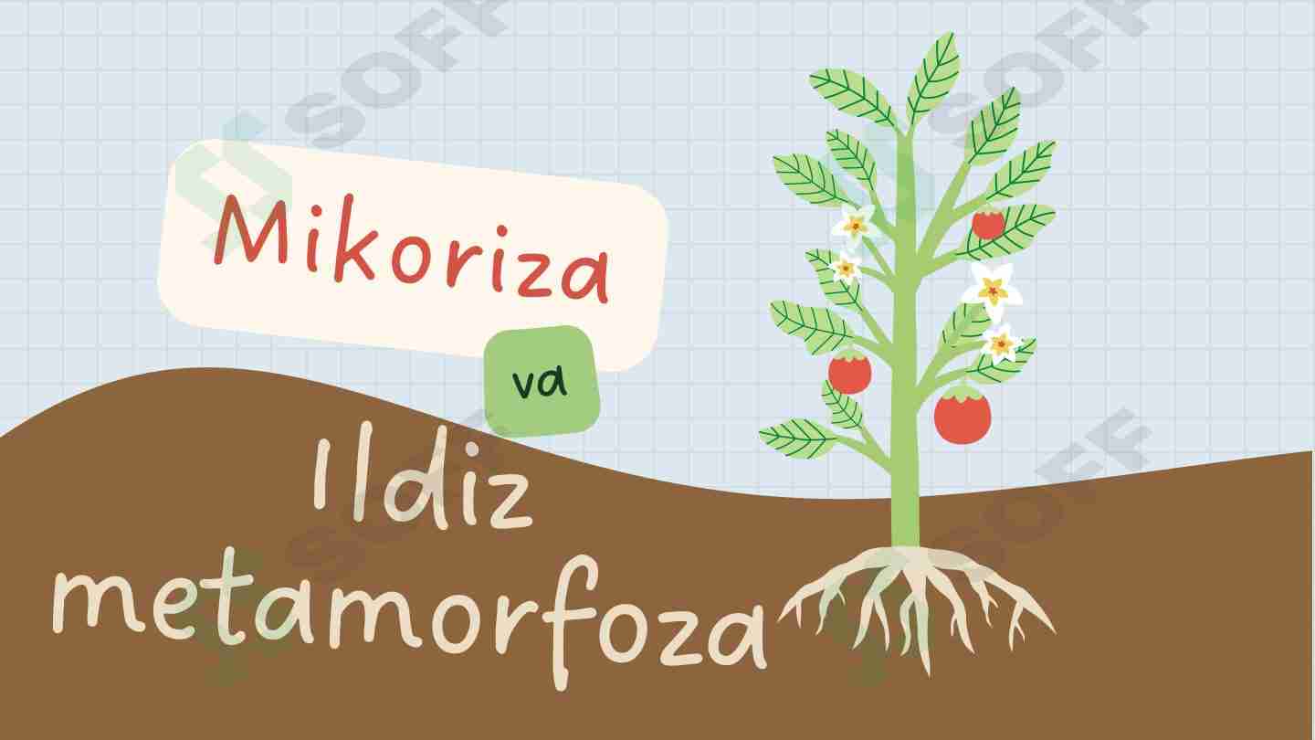 Mikoriza va Ildiz Metamorfoza