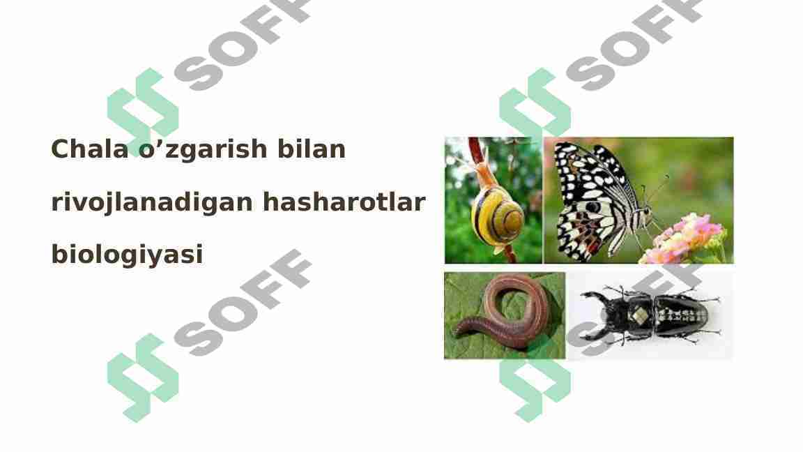 Hashorotlar Rasmi Chala o’zgarish bilan rivojlanadigan hasharotlar biologiyasi