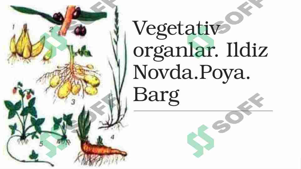 Vegetativ organlar. Ildiz Novda.Poya. Barg