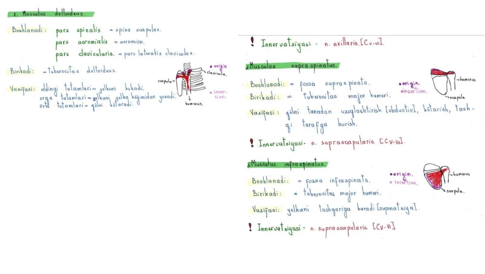 Qoʻl muskullari,innervatsiyasi va qon tomirlari
