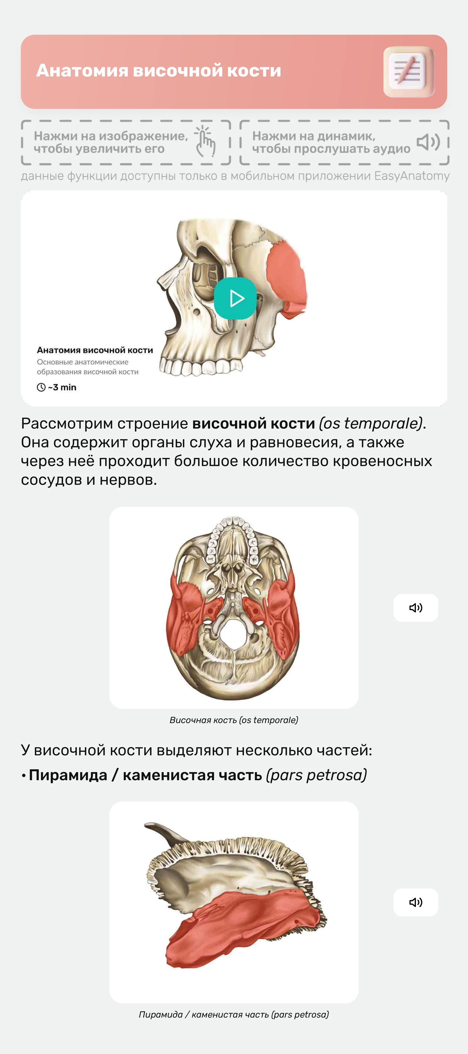 Анатомия височной кости