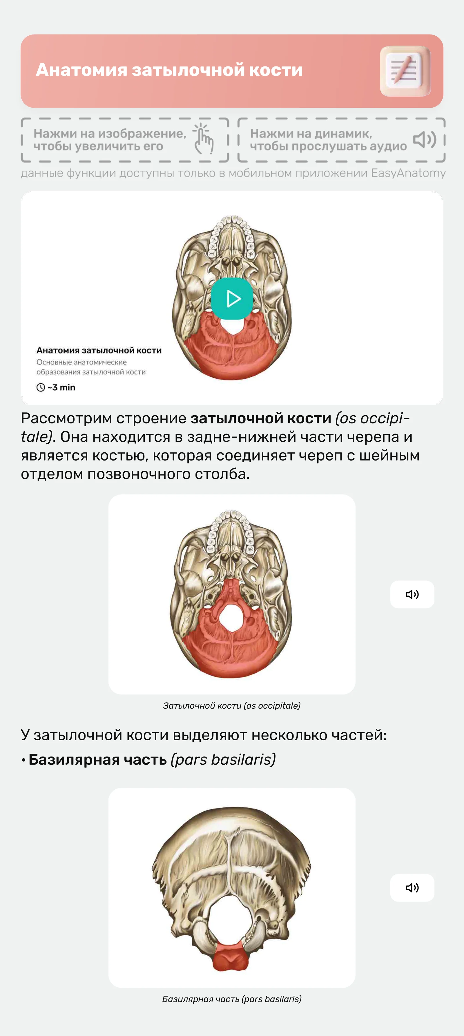 Анатомия затылочной кости