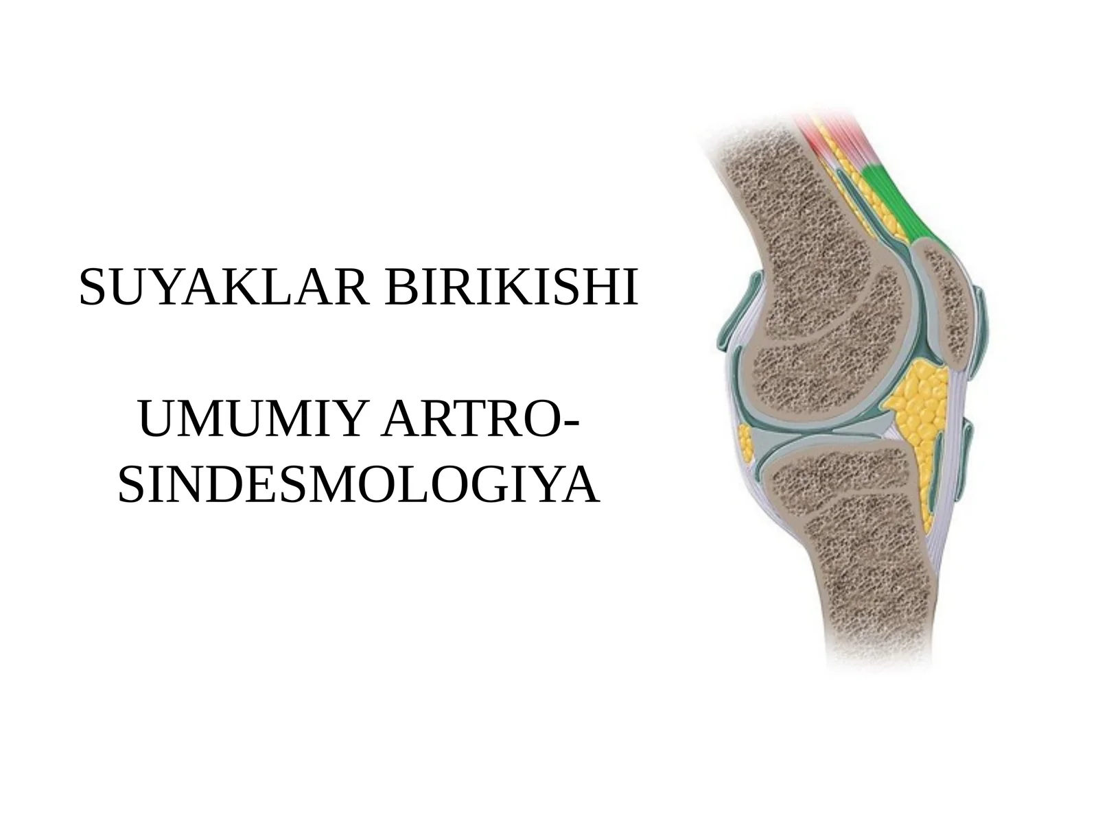 UMUMIY ARTROSINDESMOLOGIYA