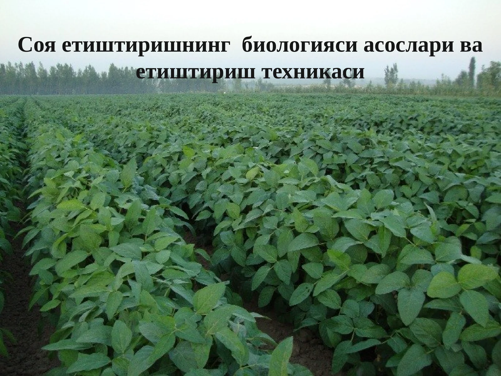 Соя етиштиришнинг биологияси асослари ва етиштириш техникаси