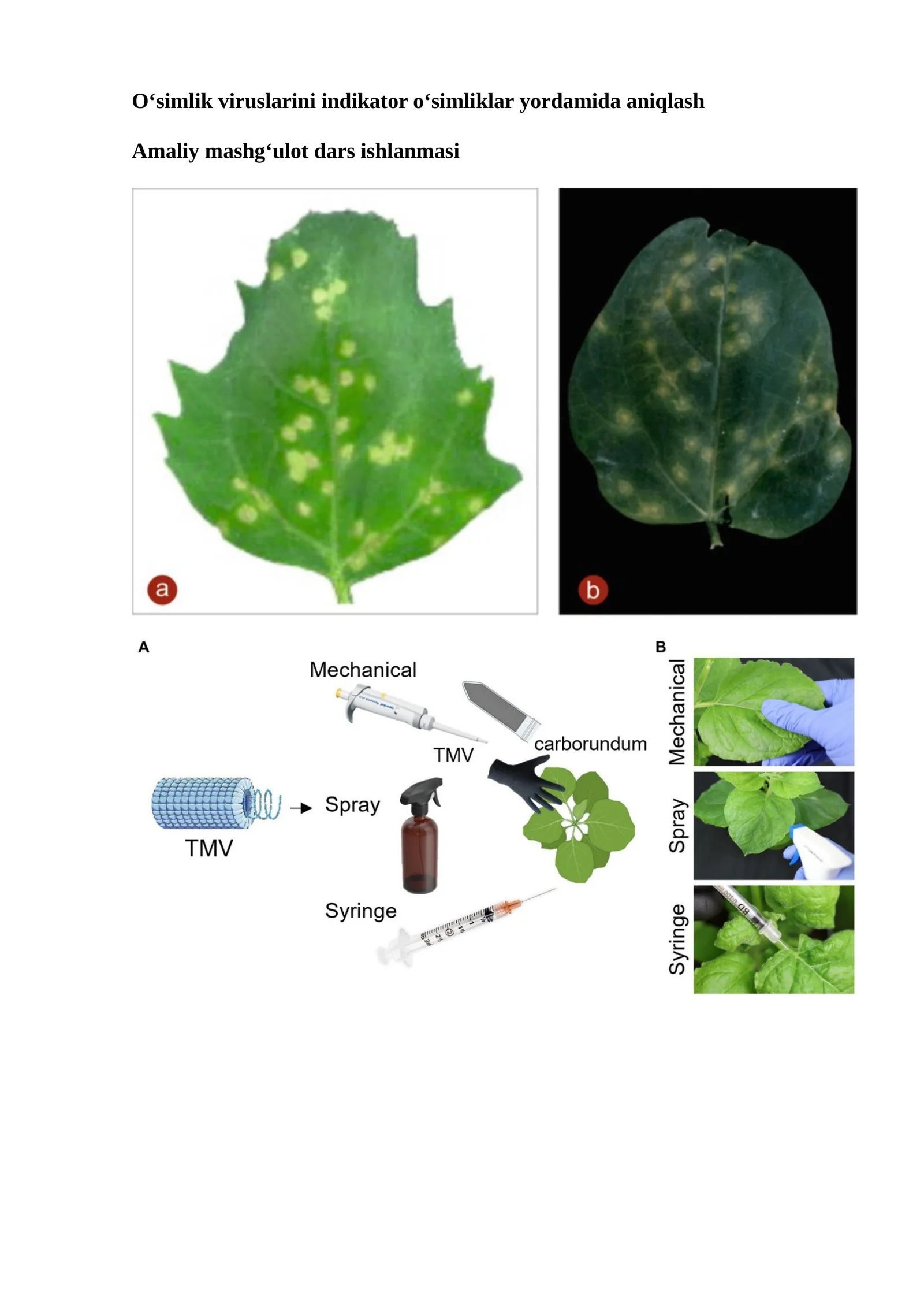 O‘simlik viruslarini indikator o‘simliklar yordamida aniqlash Amaliy mashg‘ulot dars ishlanmasi