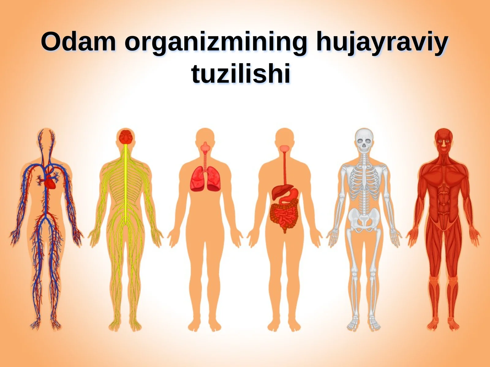 Odam organizmining hujayraviy tuzilishi