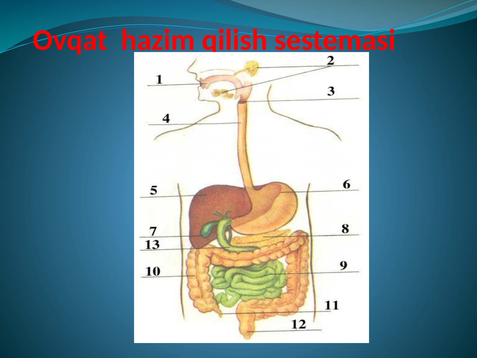 Ovqathazimqilishsestemasi