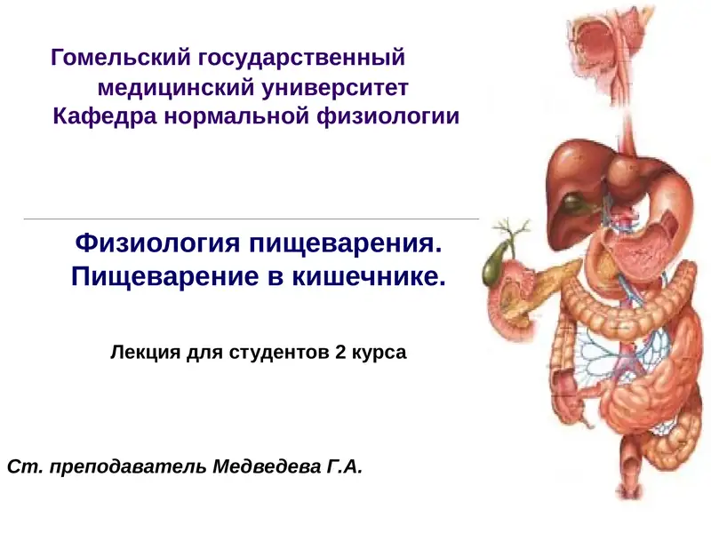 Физиология пищеварения