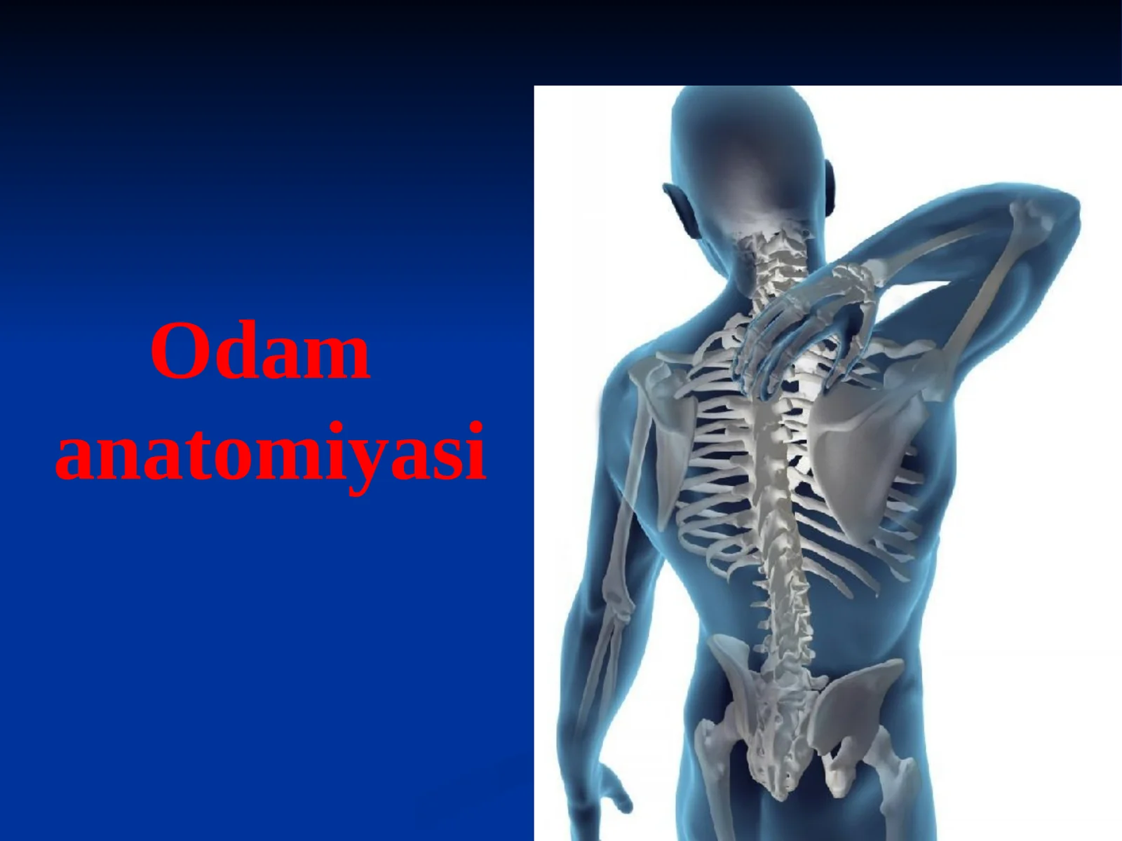 Tayanch Harakat Sistemasi Organlari