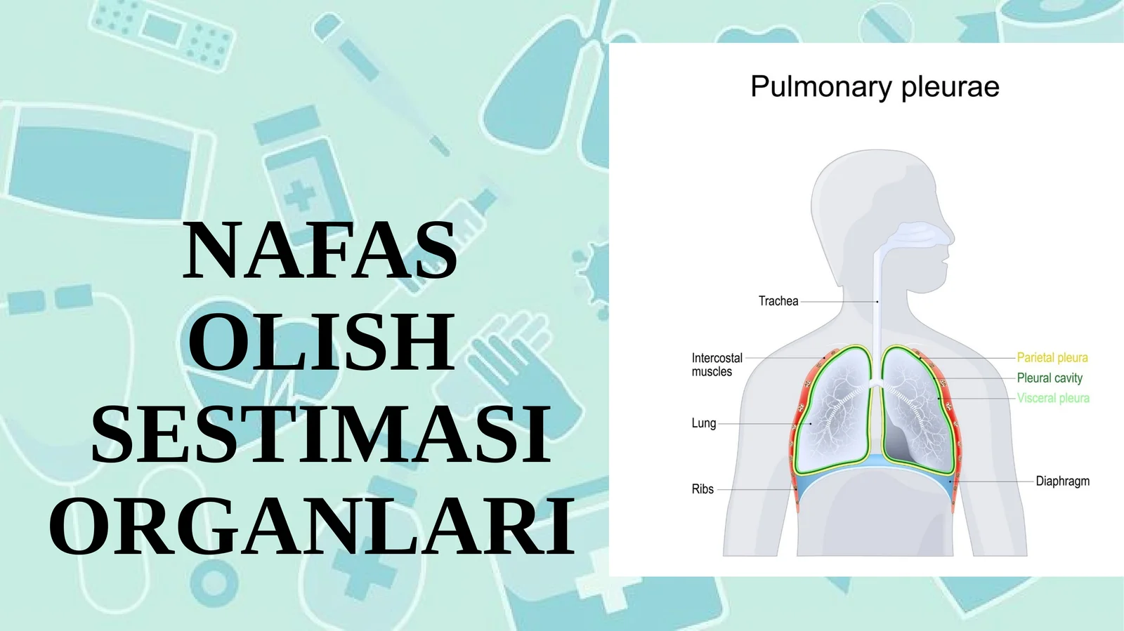 NAFAS OLISH SESTIMASI ORGANLARI