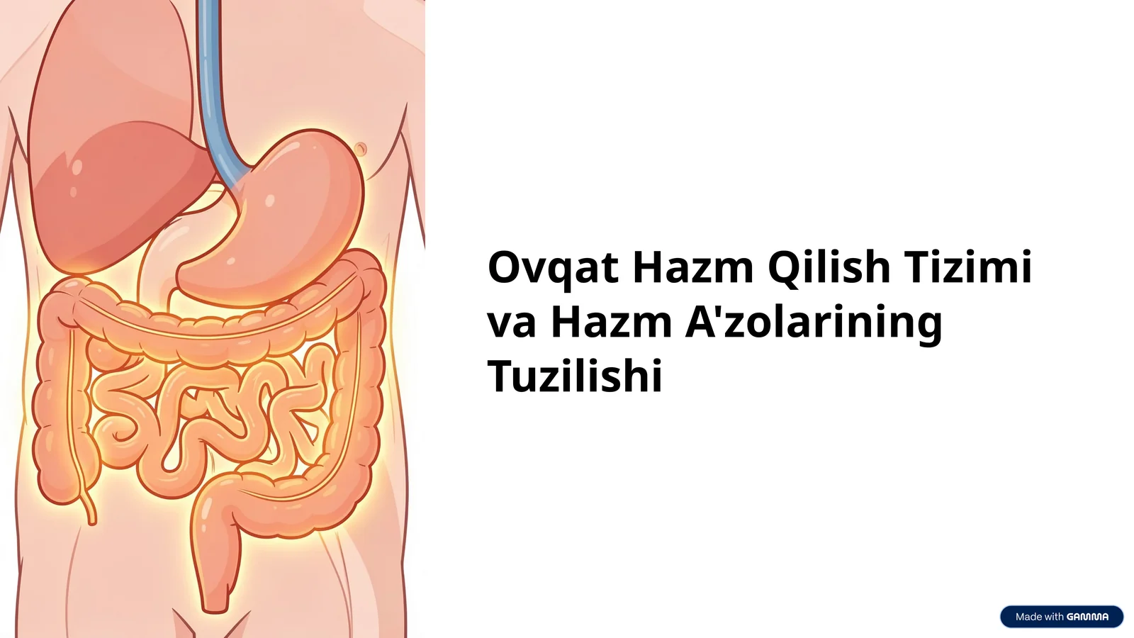 Ovqat Hazm Qilish Tizimi va Hazm A'zolarining Tuzilishi