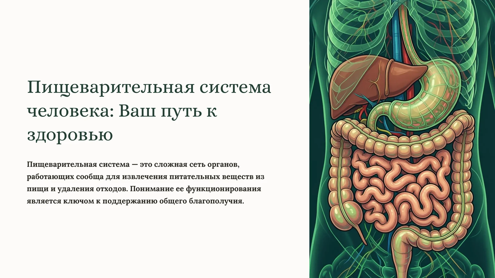 Пищеварительная система человека: Ваш путь к здоровью