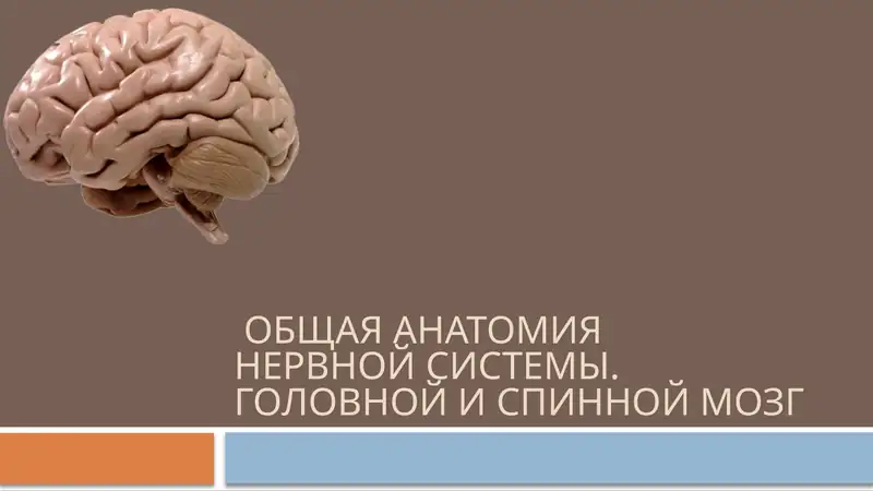 ГОЛОВНОЙ И СПИННОЙ МОЗГ