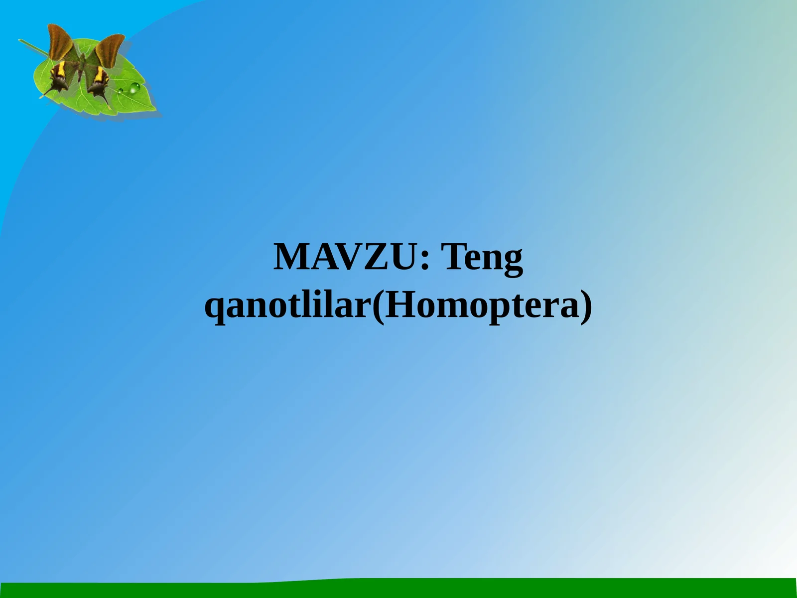 Teng qanotlilar(Homoptera)