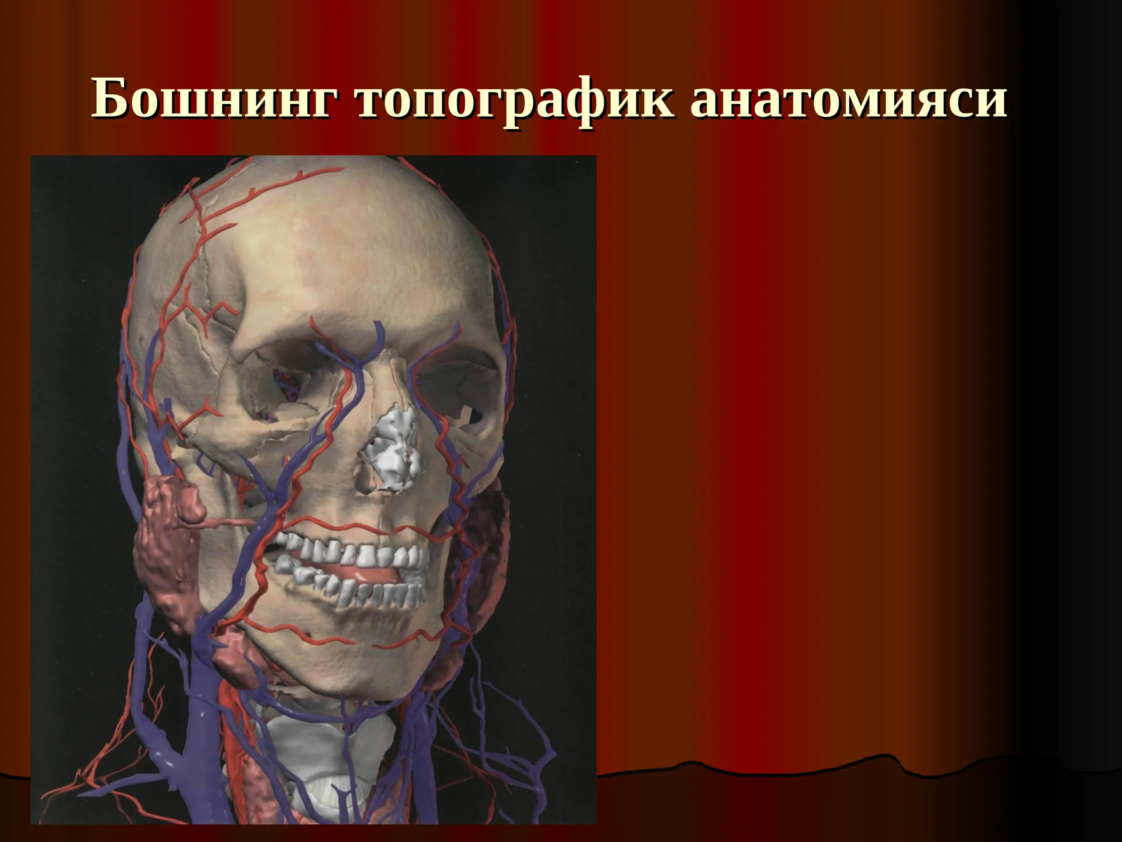 Бошнинг топографик анатомияси