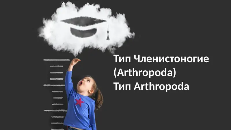 Членистоногие (Arthropoda)