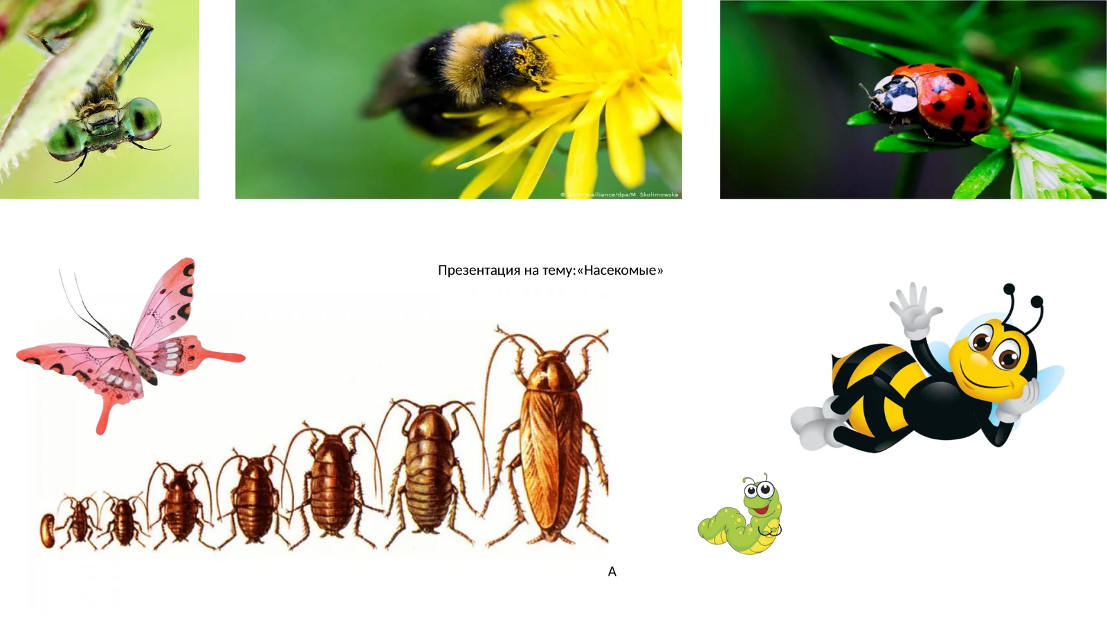 Презентация на тему:«Насекомые»