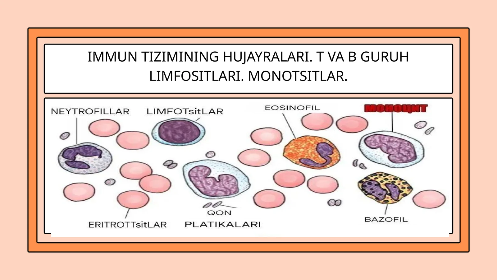 IMMUN TIZIMINING HUJAYRALARI. T VA B GURUH LIMFOSITLARI. MONOTSITLAR