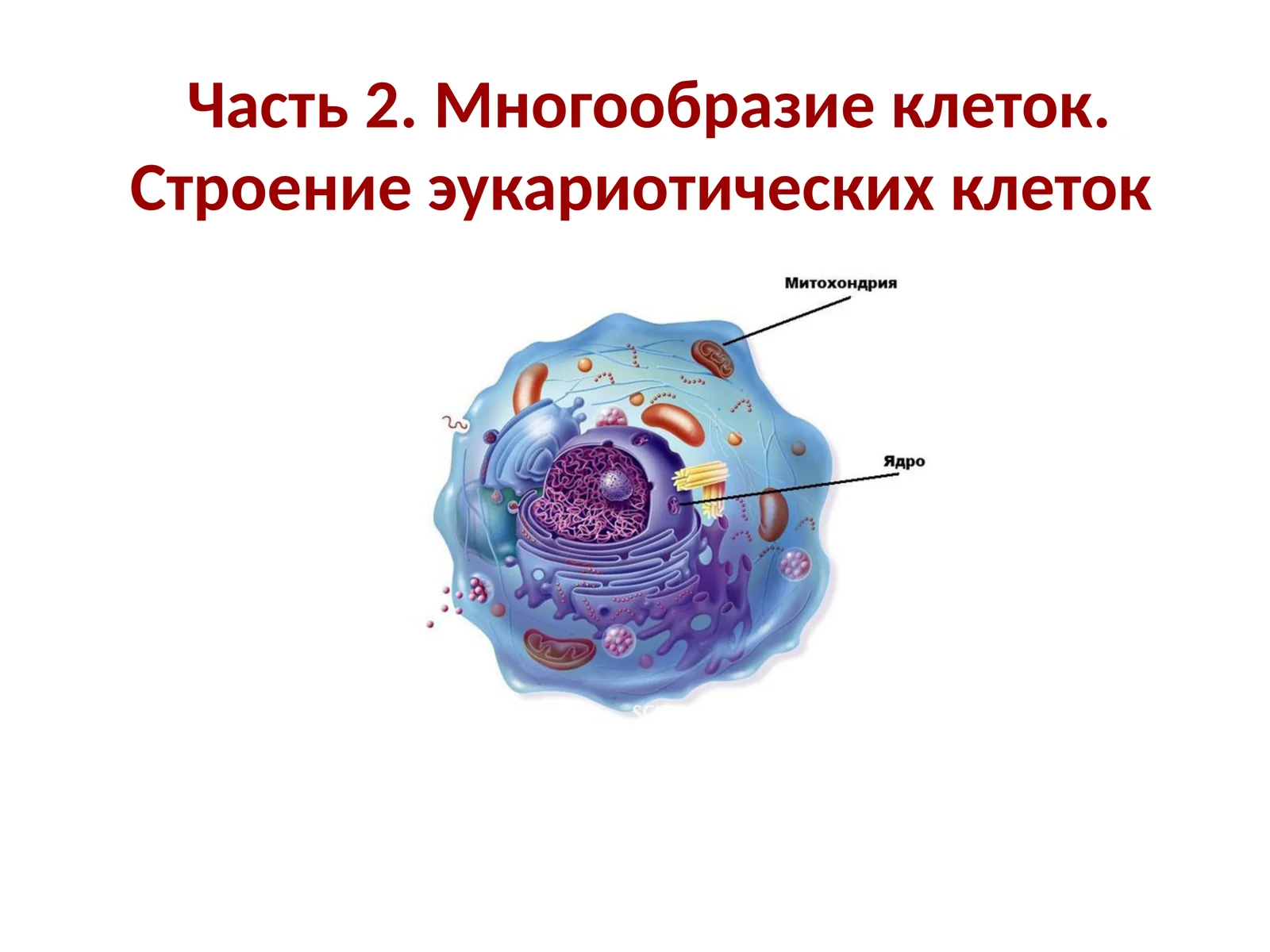 Многообразие клеток.Строение эукариотических клеток