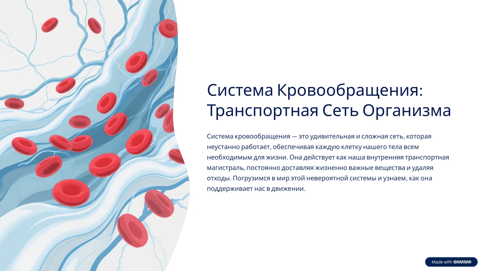 Система Кровообращения: Транспортная Сеть Организма