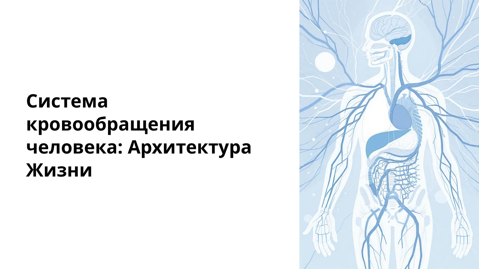 Система кровообращения человека: Архитектура Жизни