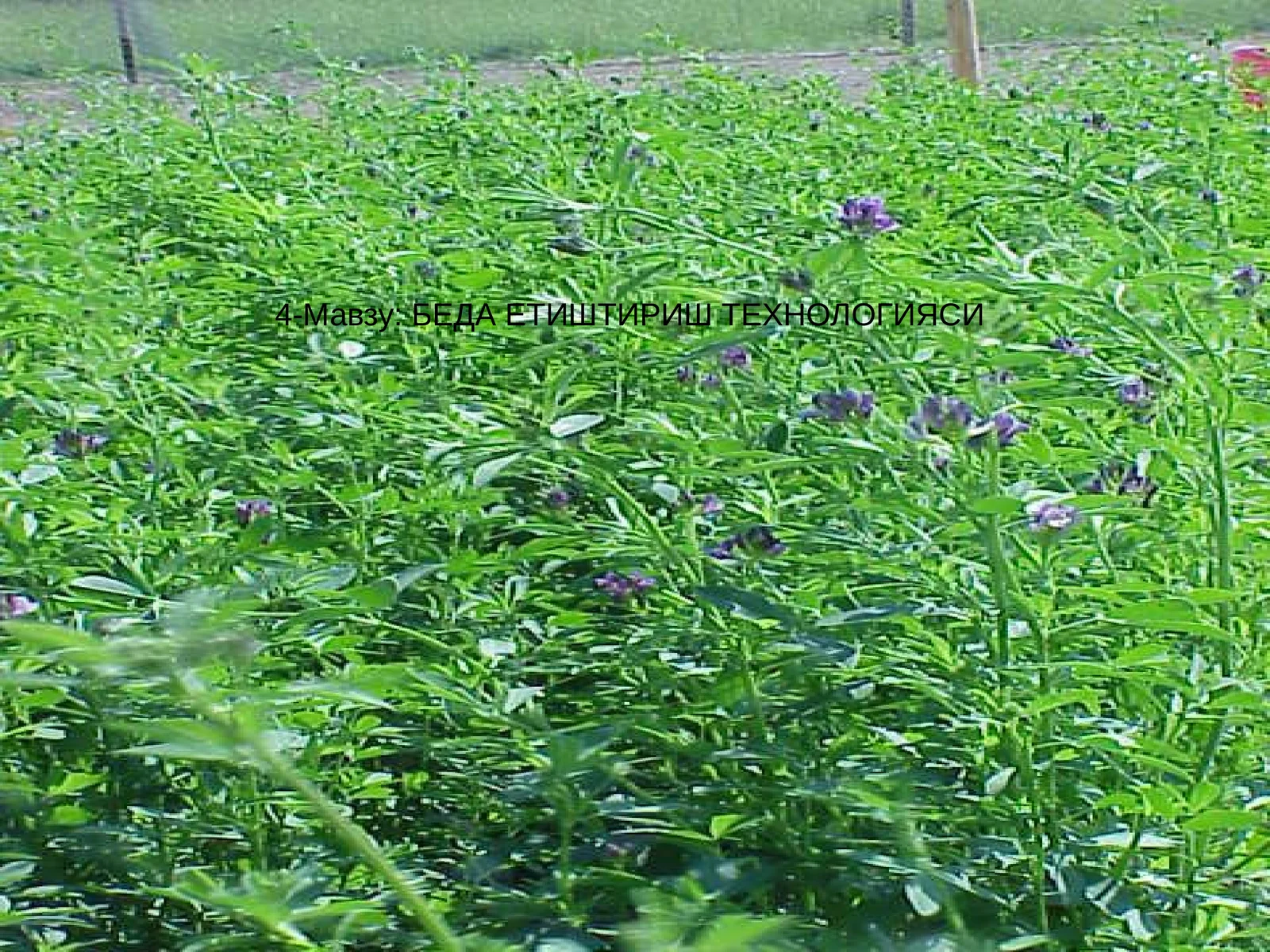 БЕДА ЕТИШТИРИШ ТЕХНОЛОГИЯСИ