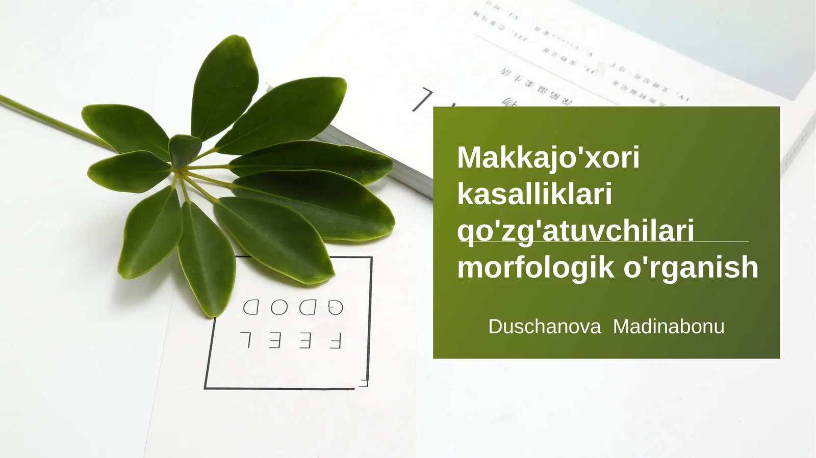 Makkajo'xori kasalliklari qo'zg'atuvchilari morfologik o'rganish