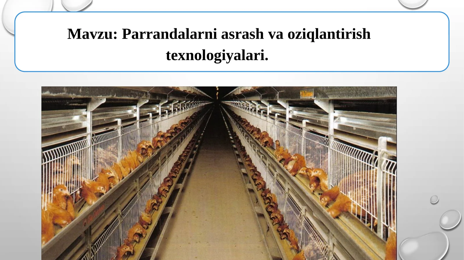 Parrandalarni asrash va oziqlantirish texnologiyalari