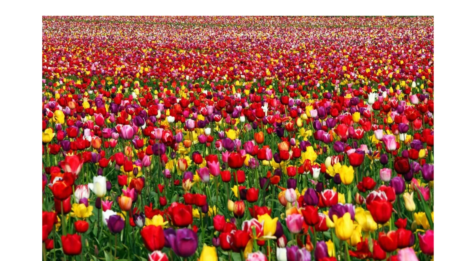 INVARIANT QISM FAZOLAR