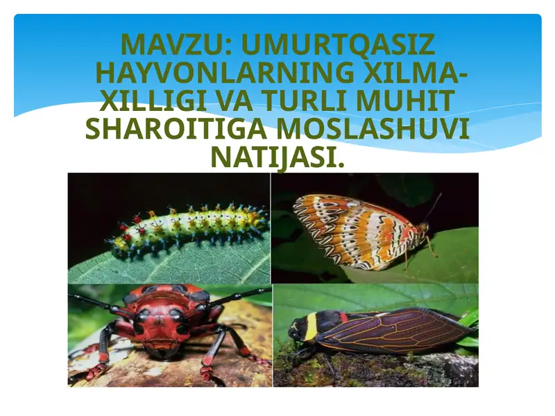 Hashorotlar Rasmi UMURTQASIZHAYVONLARNING XILMA-XILLIGI VA TURLI MUHIT SHAROITIGA MOSLASHUV