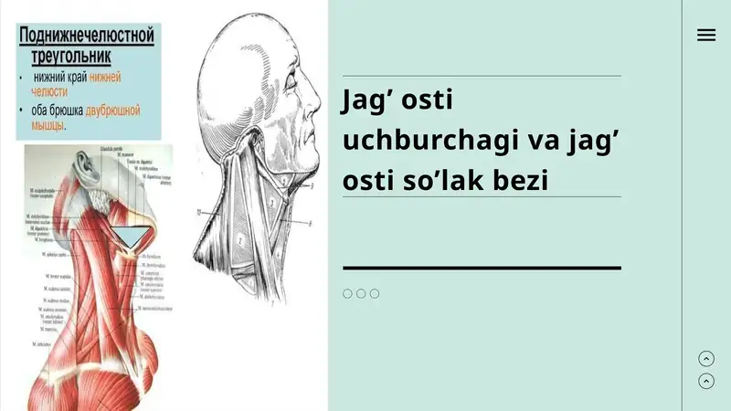 Jag’ osti uchburchagi va jag’ osti so’lak bezi
