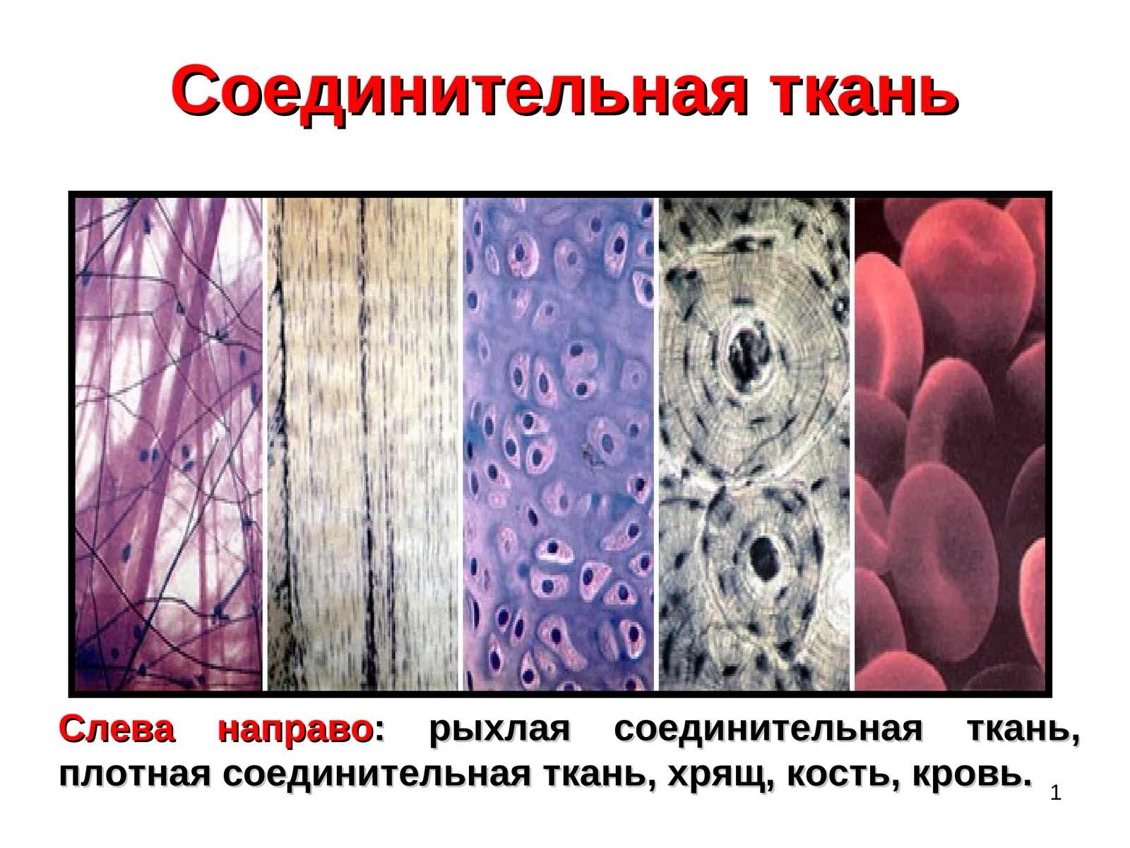 Соединительная ткань